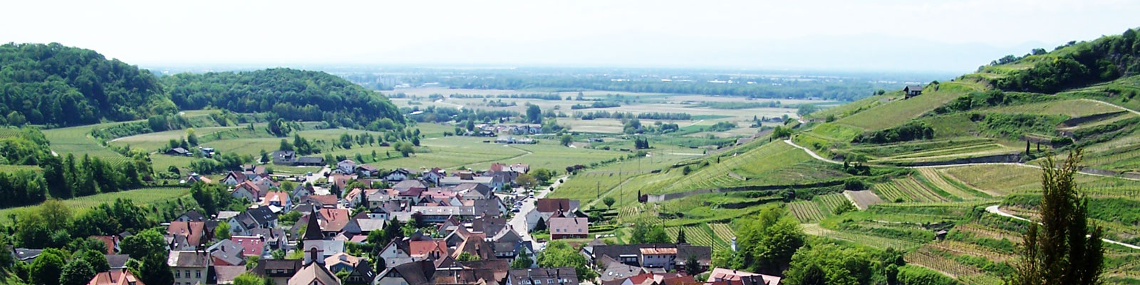 Weingut Engist Trauben Lese